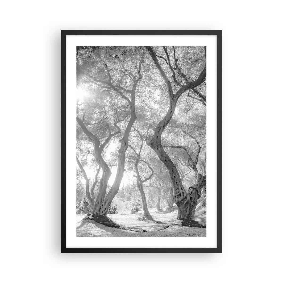Poster in een zwarte lijst - Zwart-witfoto van kronkelende bomen in het zonlicht - 50x70cm - In de olijfboomgaard - Moderne wanddecoratie voor woonkamer en slaapkamer ARTTOR