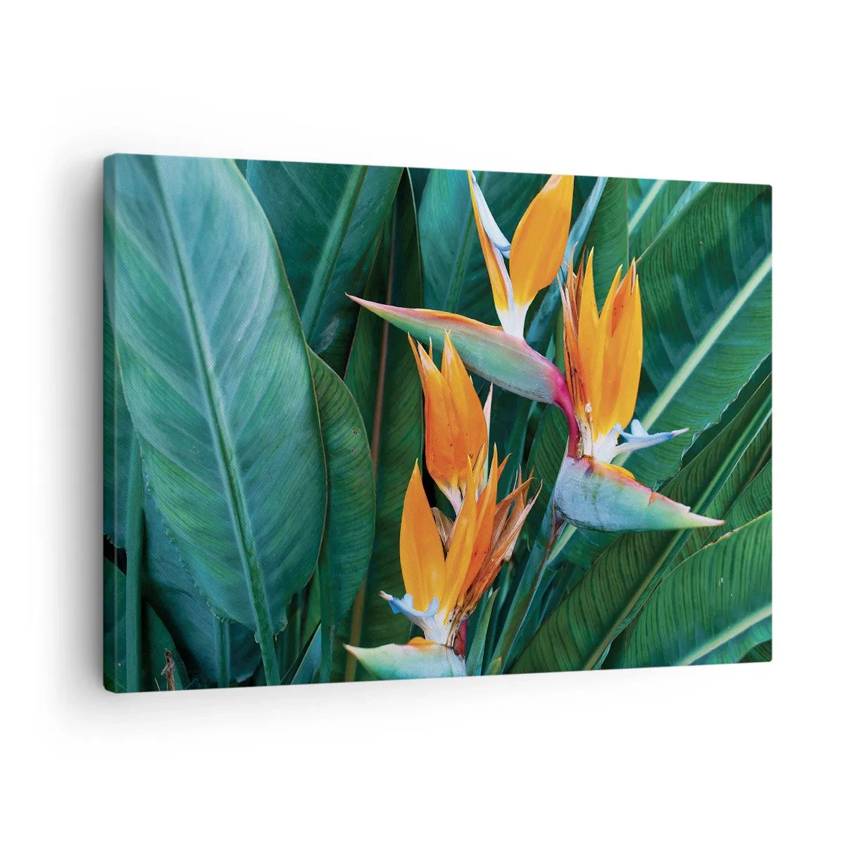 Schilderen op canvas - Exotische strelitzia-bloemen omgeven door groene bladeren - 70x50cm - Is het een bloem of is het een vogel? - Moderne wanddecoratie voor woonkamer en slaapkamer ARTTOR