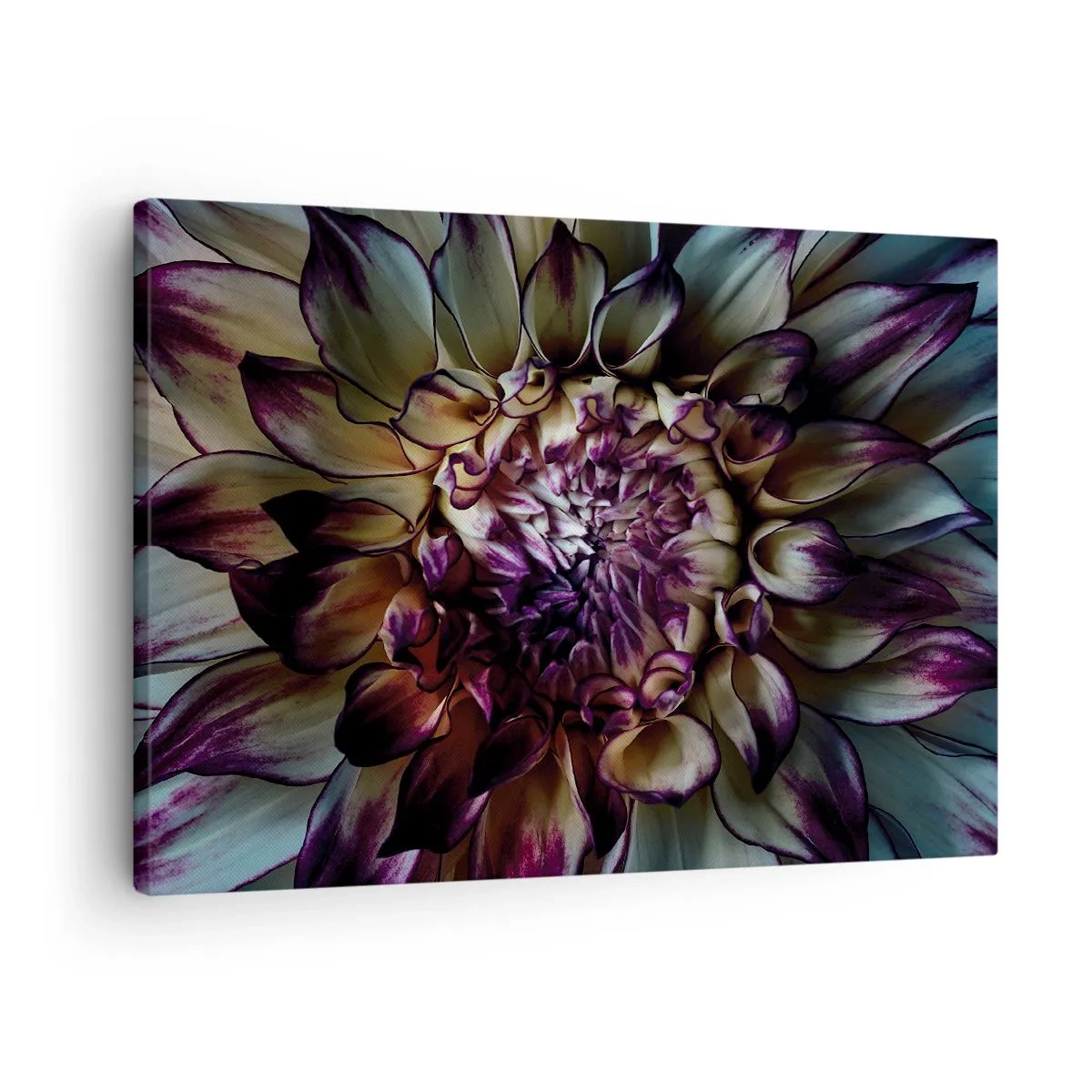Schilderen op canvas - Close-up van een dahliabloem in donkere tinten - 70x50cm - De hoogtijdagen van de jeugd - Moderne wanddecoratie voor woonkamer en slaapkamer ARTTOR