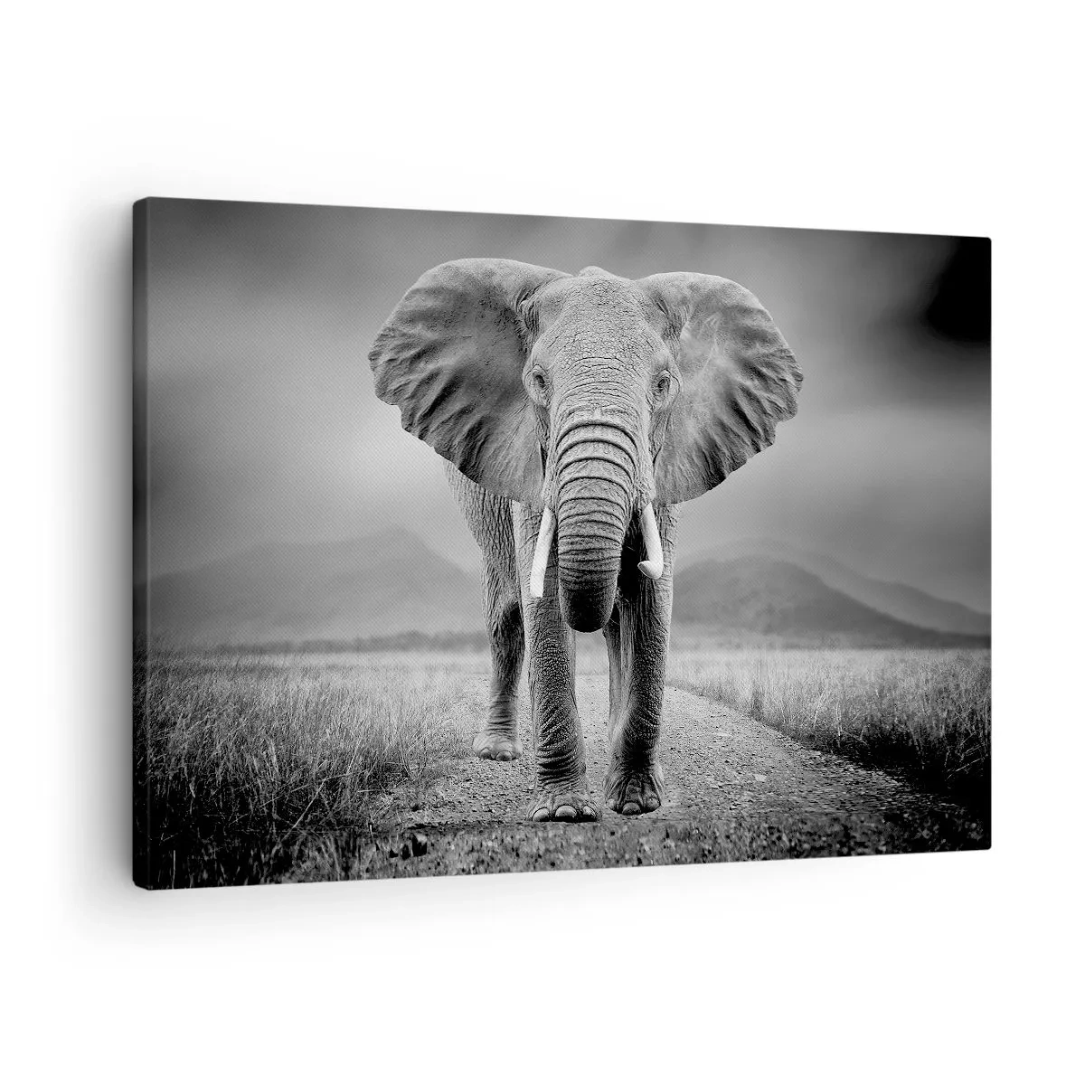 Schilderen op canvas - Een machtige olifant op de savanne in monochrome tinten - 70x50cm - De gastheer heet je welkom - Moderne wanddecoratie voor woonkamer en slaapkamer ARTTOR