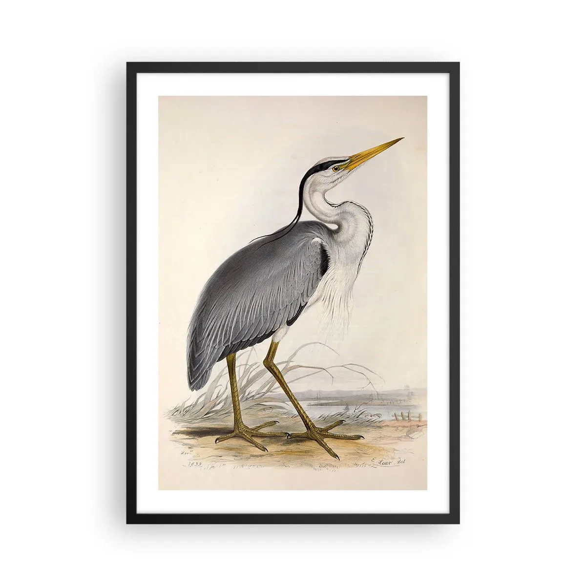 Poster in een zwarte lijst - De gratie van de reiger - 50x70cm - Charmes van de reiger - Moderne wanddecoratie voor woonkamer en slaapkamer ARTTOR