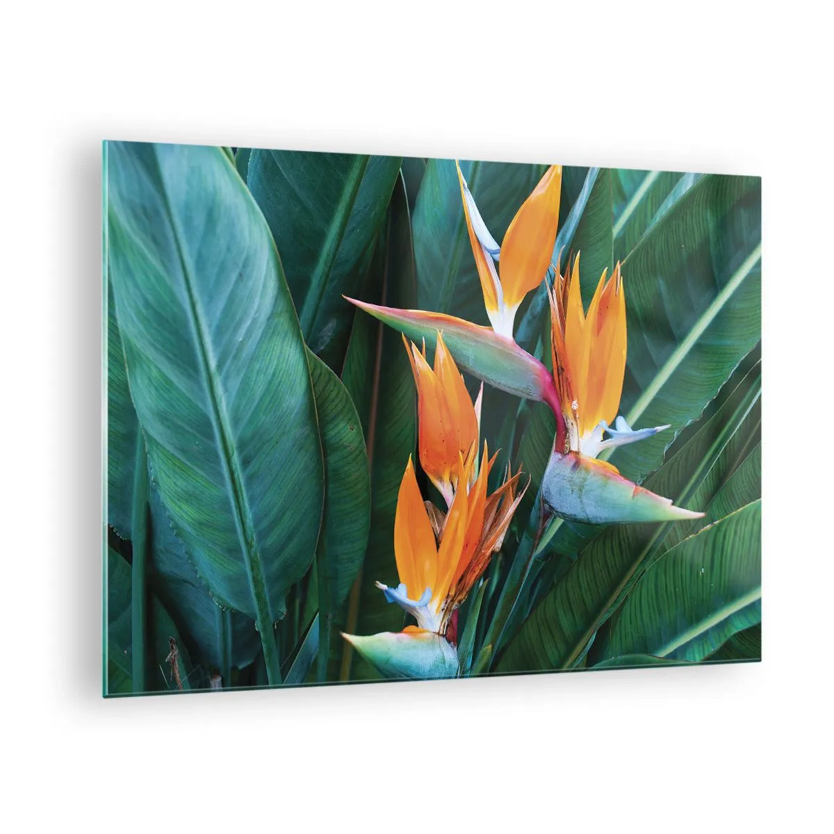 Schilderen op glas - Exotische strelitzia-bloemen tussen grote groene bladeren - 70x50cm - Is het een bloem of is het een vogel? - Moderne wanddecoratie voor woonkamer en slaapkamer ARTTOR
