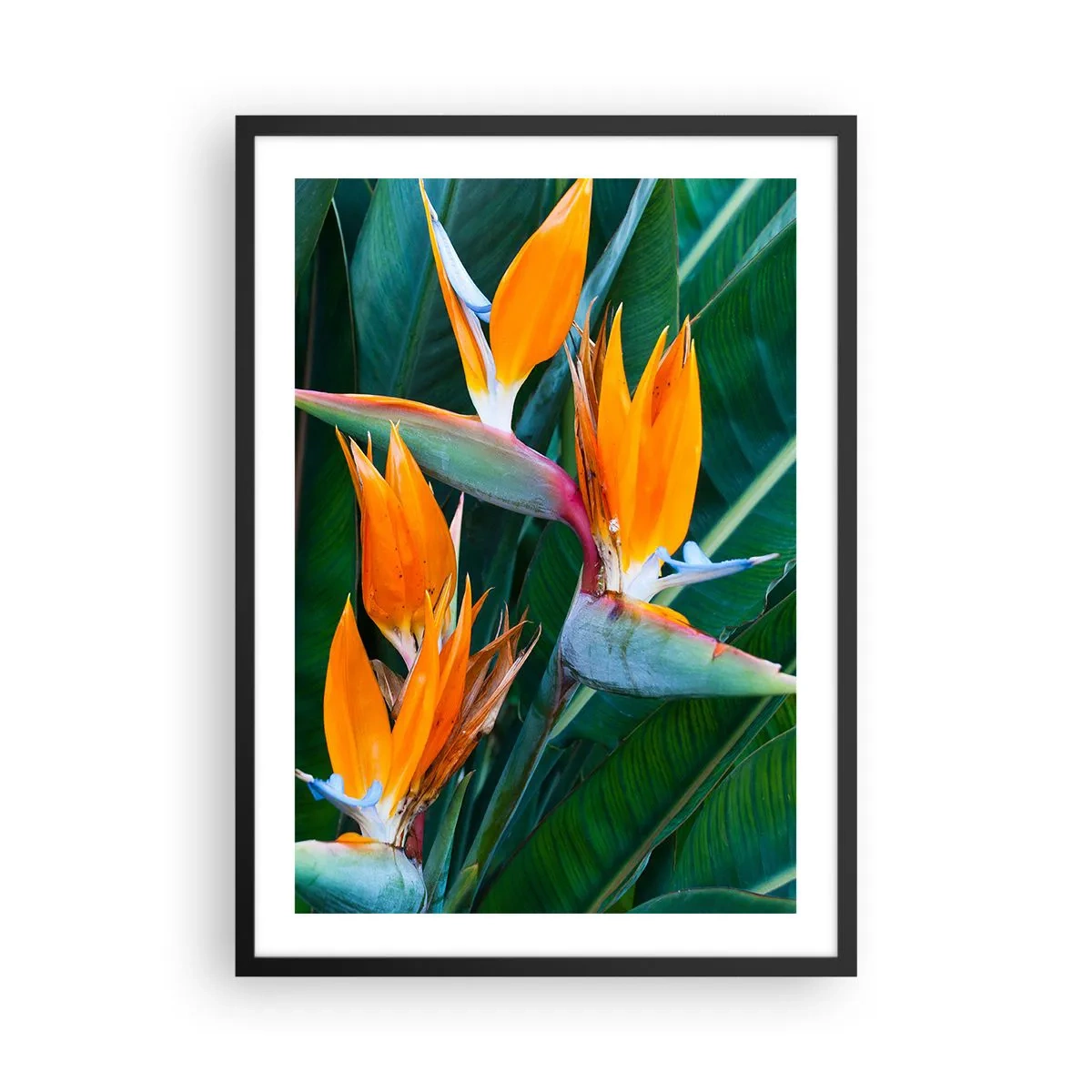 Poster in een zwarte lijst - Strelitzia-bloemen omgeven door groene bladeren - 50x70cm - Is het een bloem of is het een vogel? - Moderne wanddecoratie voor woonkamer en slaapkamer ARTTOR