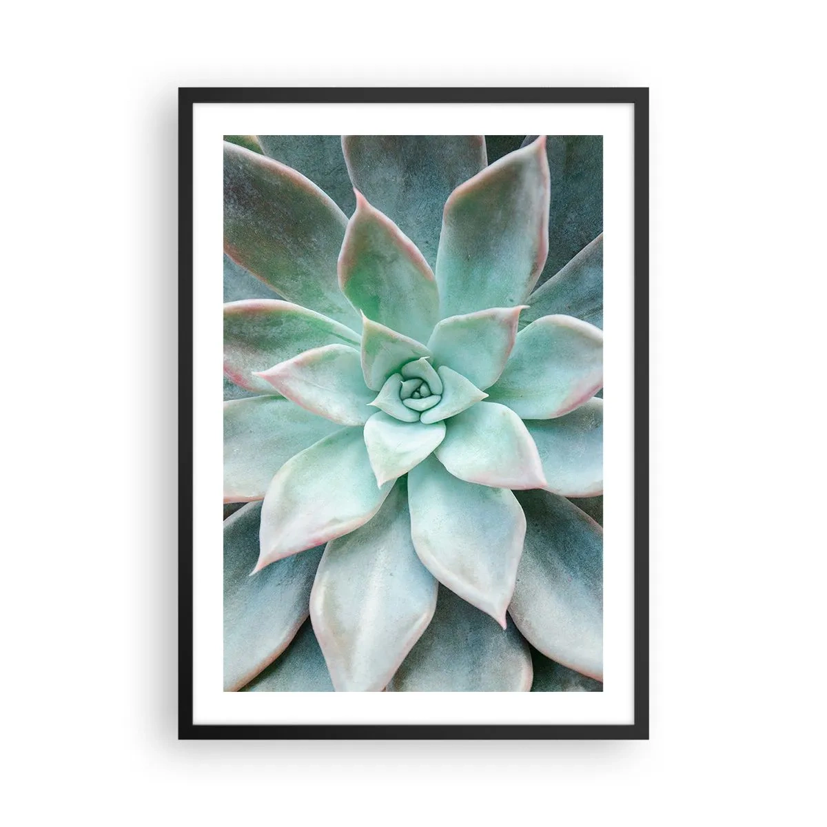 Poster in een zwarte lijst - Een close-up van de symmetrische bladeren van een vetplant in verschillende tinten groen. - 50x70cm - Het hart van de woestijn - Moderne wanddecoratie voor woonkamer en slaapkamer ARTTOR