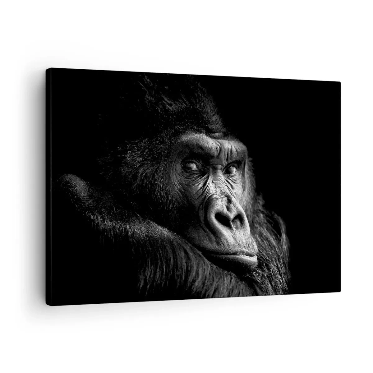 Schilderen op canvas - Zwart-witportret van een majestueuze gorilla - 70x50cm - En waar kijk je naar? - Moderne wanddecoratie voor woonkamer en slaapkamer ARTTOR