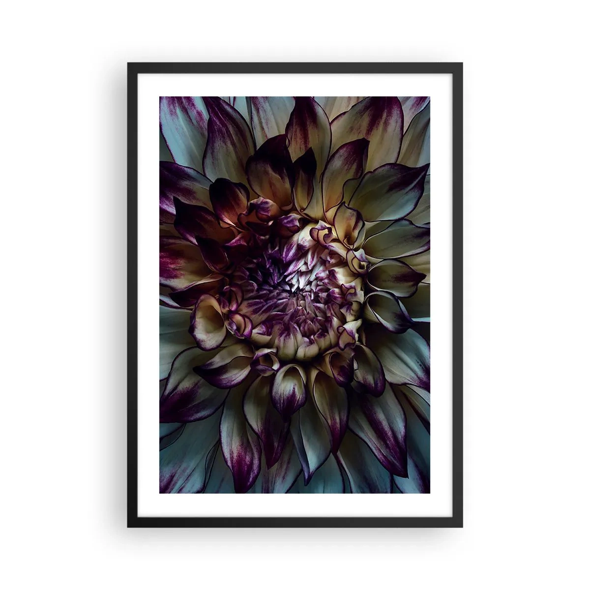 Poster in een zwarte lijst - Macrofotografie van donkere dahlia's in tinten paars en goud - 50x70cm - De hoogtijdagen van de jeugd - Moderne wanddecoratie voor woonkamer en slaapkamer ARTTOR