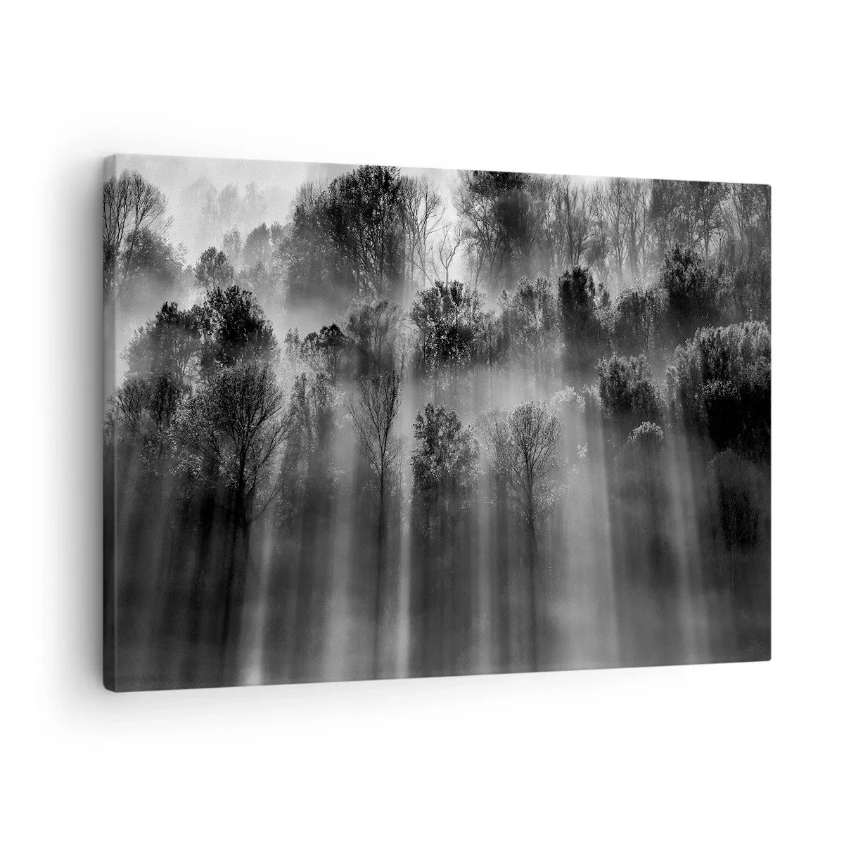 Schilderen op canvas - Zwart-wit bos in het ochtendlicht - 70x50cm - In stromen van licht - Moderne wanddecoratie voor woonkamer en slaapkamer ARTTOR