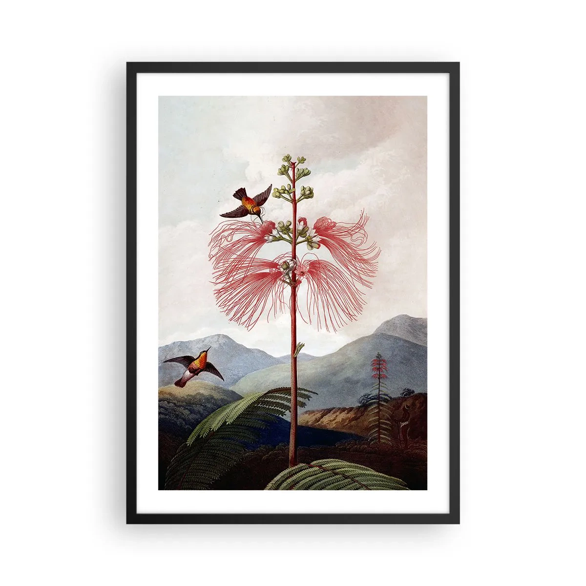 Poster in een zwarte lijst - Exotische bloem met kolibries tussen de bergen - 50x70cm - In een tropisch paradijs - Moderne wanddecoratie voor woonkamer en slaapkamer ARTTOR