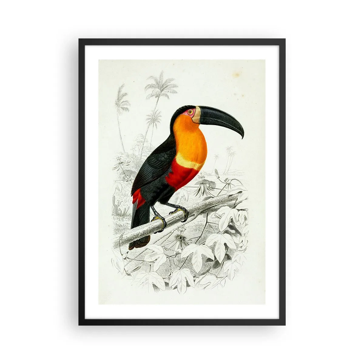 Poster in een zwarte lijst - Papegaaienportret - 50x70cm - Kleuren van vogels - Moderne wanddecoratie voor woonkamer en slaapkamer ARTTOR