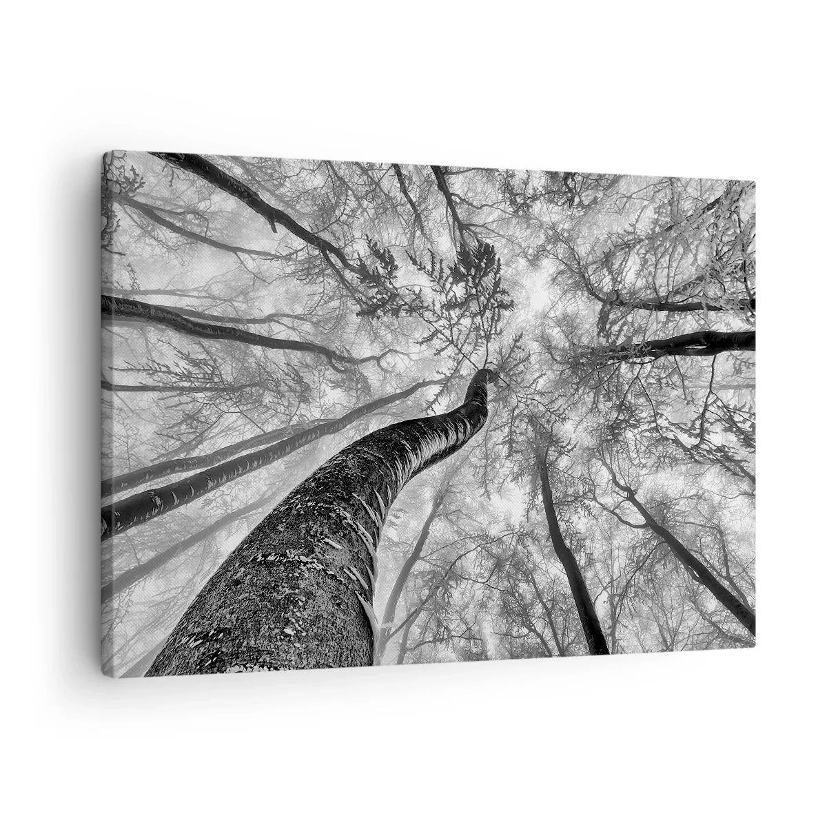 Schilderen op canvas - Perspectief van bomen in een bos, van onderaf gezien in grijstinten - 70x50cm - Race naar het licht - Moderne wanddecoratie voor woonkamer en slaapkamer ARTTOR
